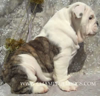 English bulldog puppies pictures